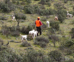 Chalecos reflectantes para espantar jabalíes